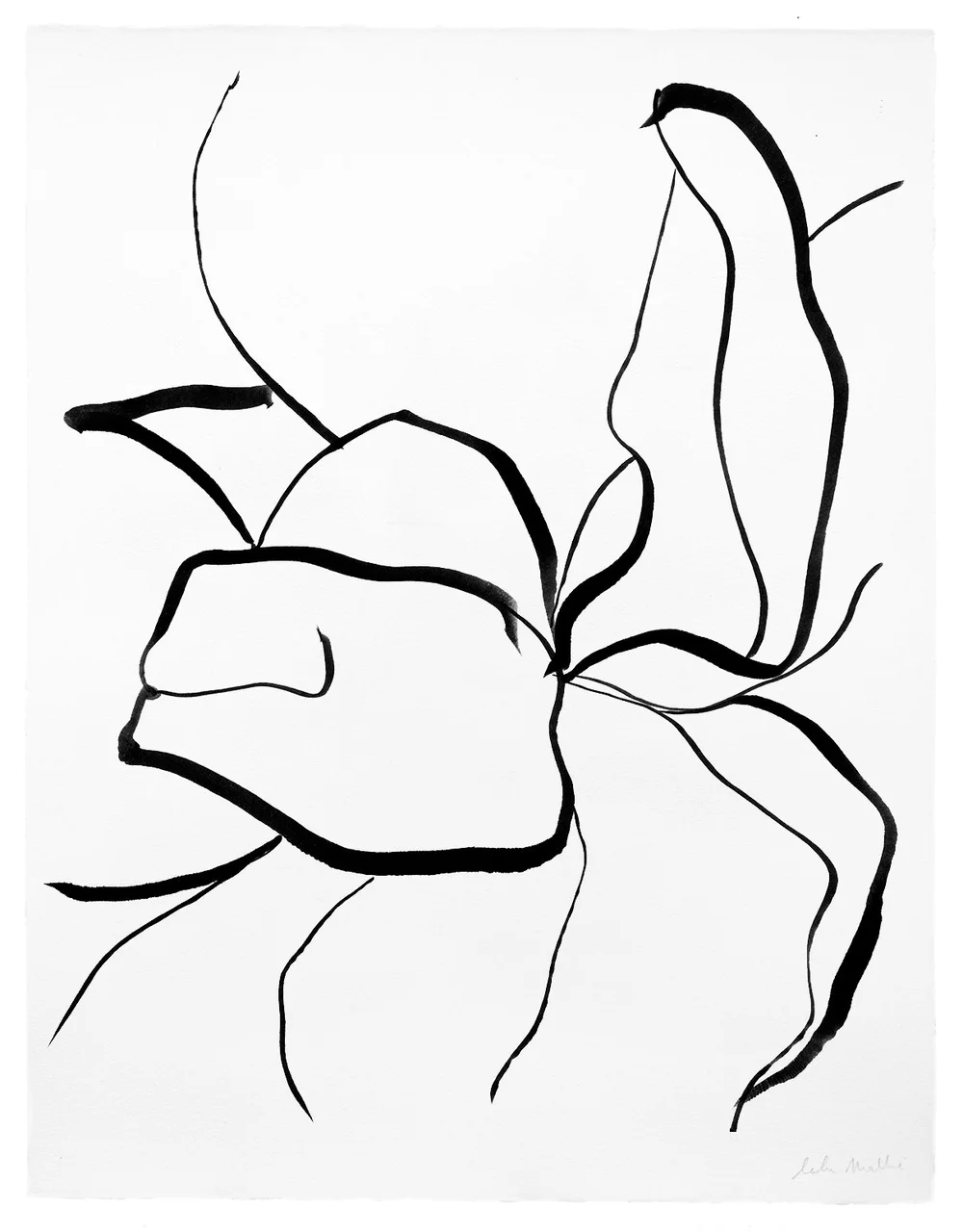 Dessin abstrait contemporain à l’encre noire inspiré de formes florales et végétales stylisées