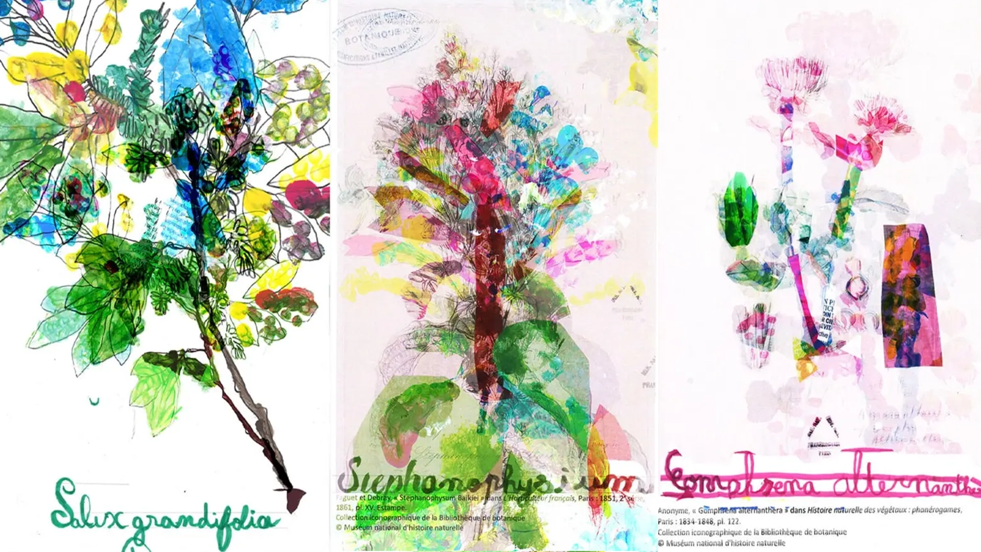 Série de créations botaniques contemporaines herbiers